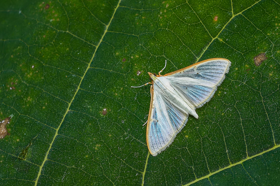 Palpita vitrealis - hófehér tűzmoly