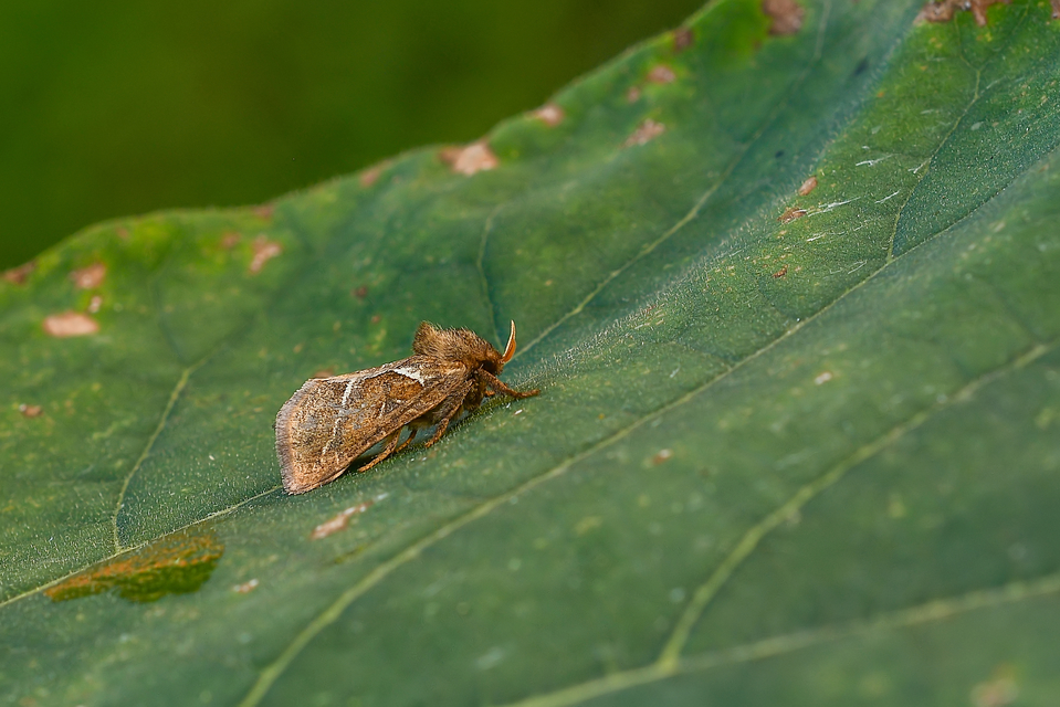 Triodia sylvina - kis gyökérrágólepke