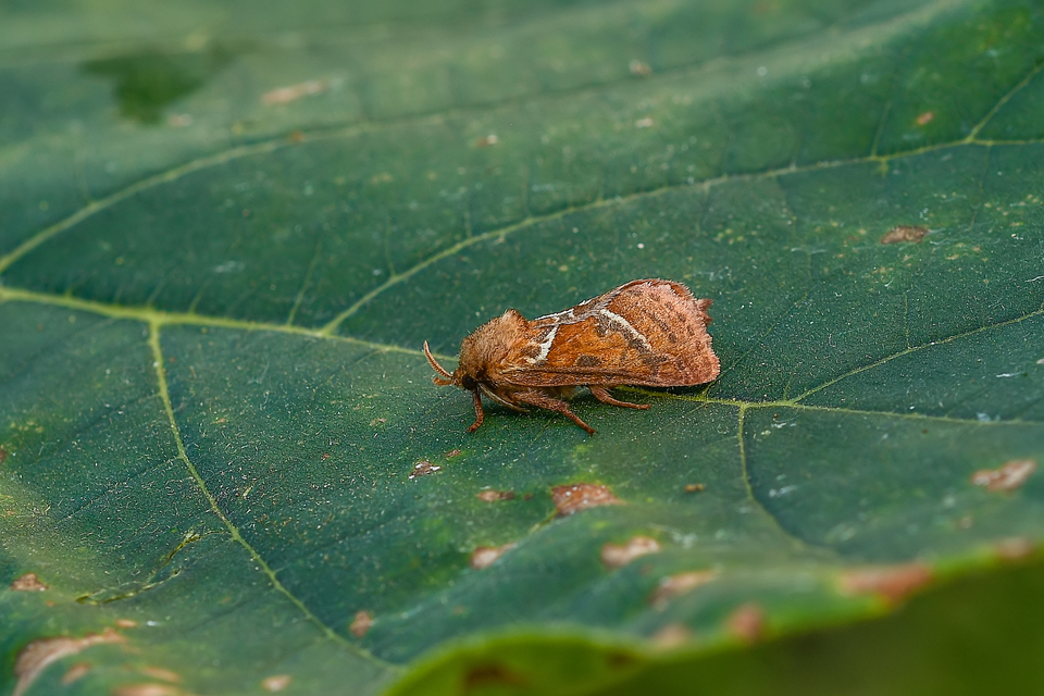Triodia sylvina - kis gyökérrágólepke