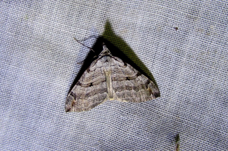 Aplocera efformata/plagiata