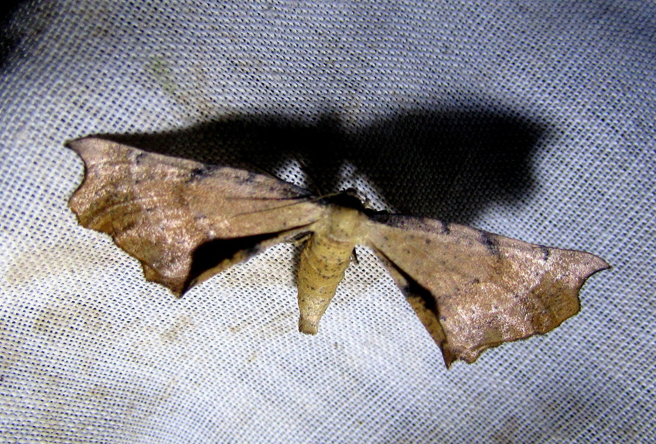 Artiora evonymaria - kecskerágó-araszoló