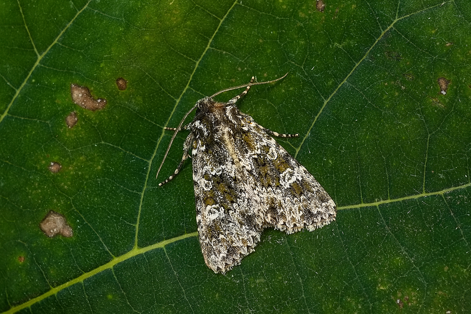Polymixis polymita - kankalin-tarkabagoly