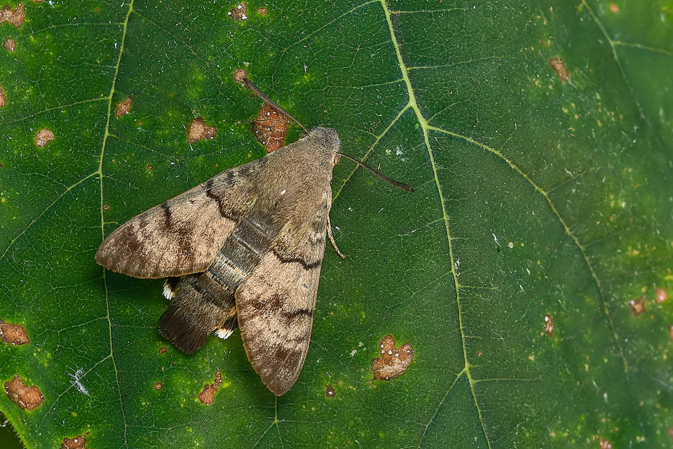 Macroglossum stellatarum - kacsafarkú szender