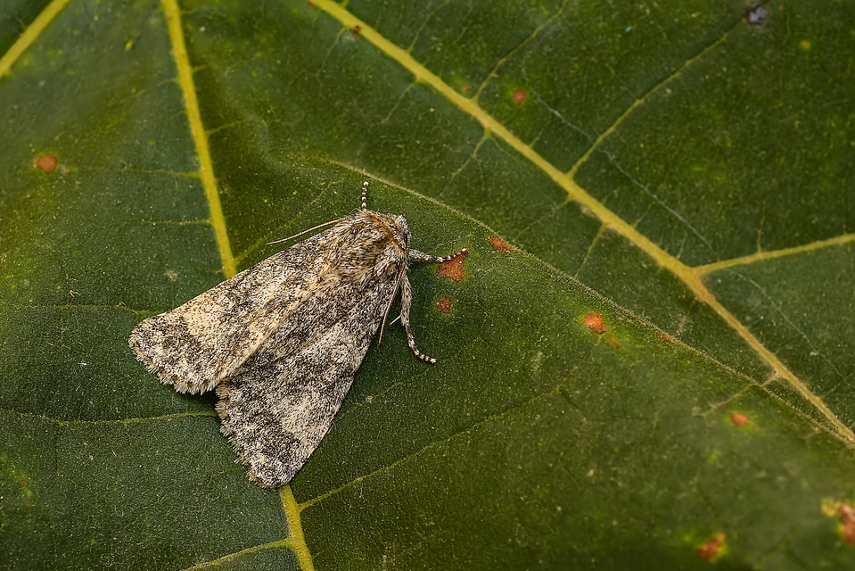 Acronicta megacephala - nagyfejű szigonyosbagoly