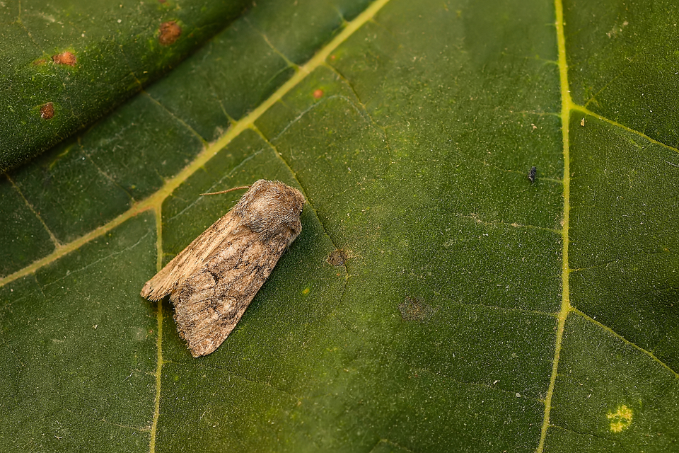 Luperina testacea - barnás szürkebagoly