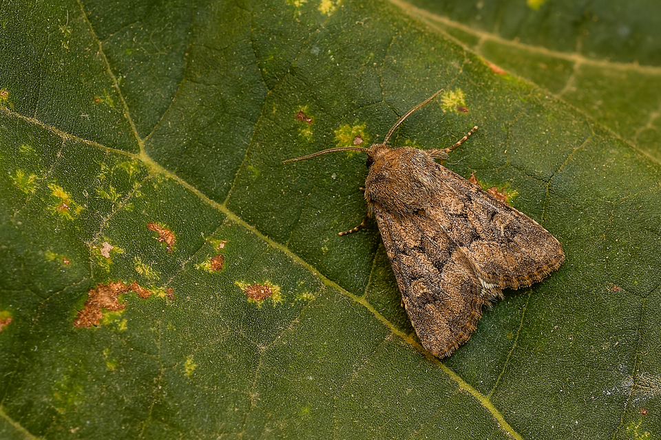 Luperina testacea - barnás szürkebagoly