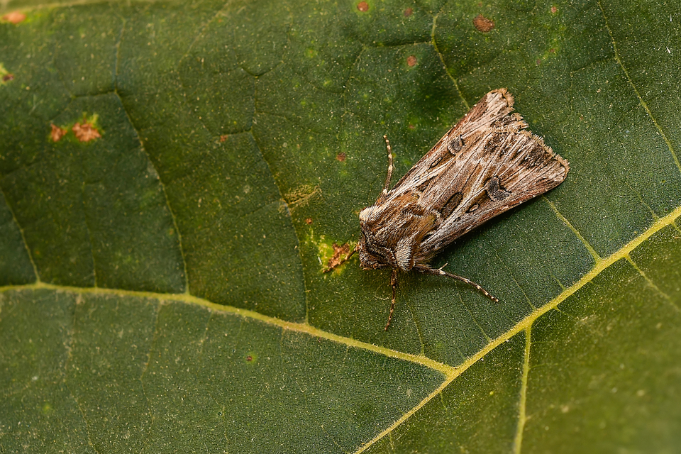 Agrotis vestigialis - őszi földibagoly