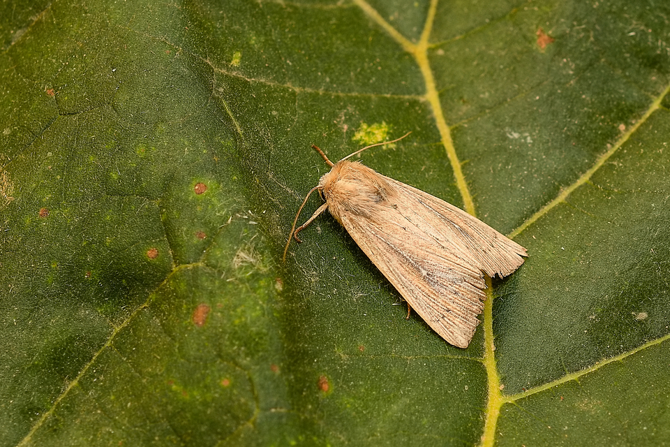 Leucania obsoleta - pontozott rétibagoly