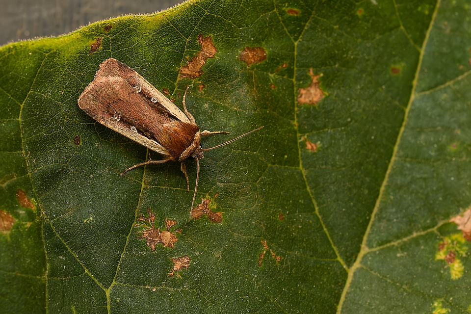 Ochropleura plecta - fehérszegélyű fűbagoly