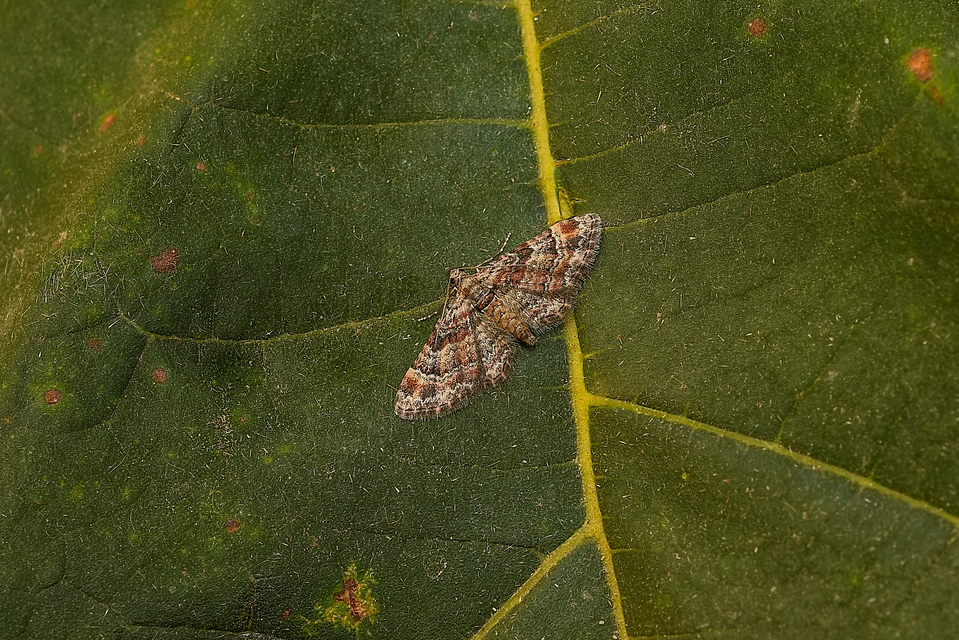 Gymnoscelis rufifasciata - vöröscsíkos törpearaszoló