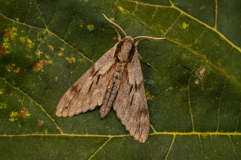 Hyloicus pinastri - fenyőszender