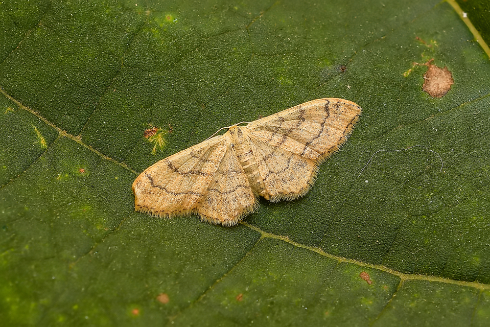 Idaea deversaria - egyszínű sávosaraszoló