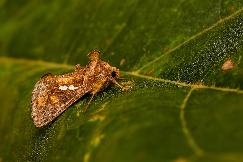 Chrysodeixis chalcites - déli aranybagoly