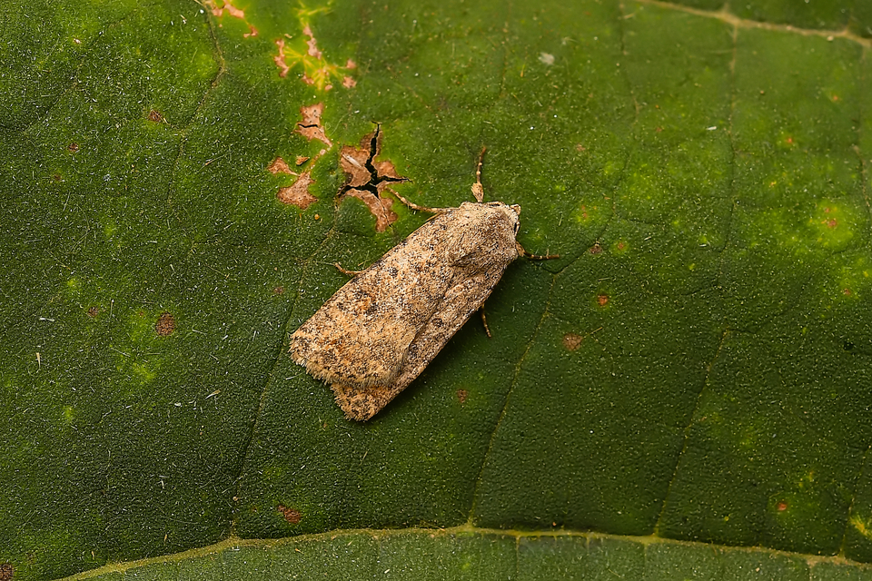 Paradrina clavipalpis - közönséges selymesbagoly