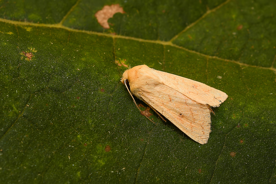 Mythimna vitellina - sárga rétibagoly