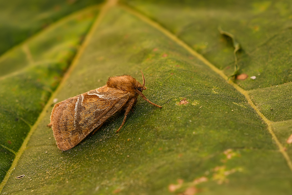 Triodia sylvina - kis gyökérrágólepke