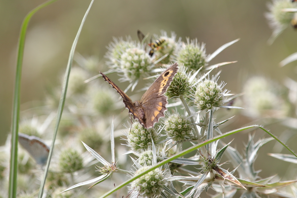 Arethusana arethusa - közönséges szemeslepke