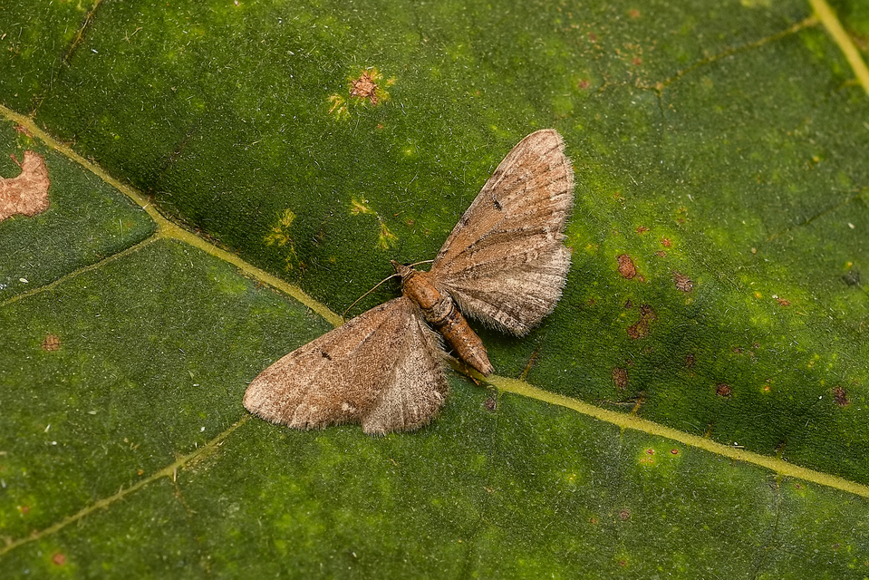 Eupithecia absinthiata - üröm-törpearaszoló