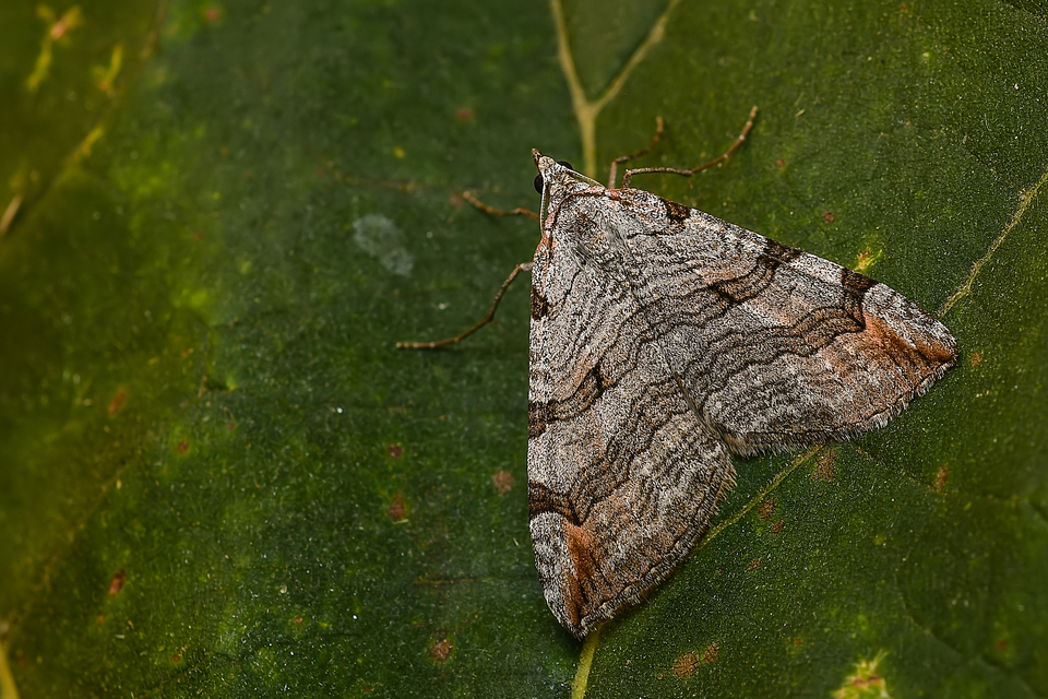 Aplocera efformata/plagiata