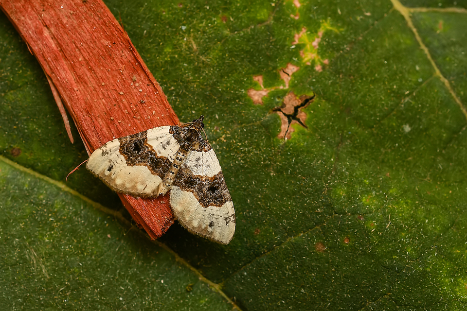 Cosmorhoe ocellata - szemes galajaraszoló