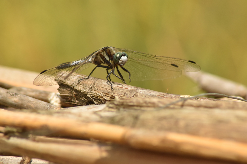 Orthetrum albistylum - fehérfarkú pásztorszitakötő