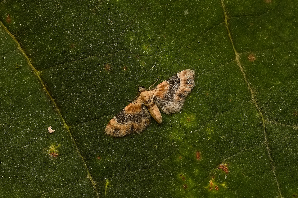 Eupithecia linariata - vonalas törpearaszoló