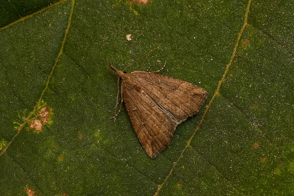 Hypena rostralis - közönséges karcsúbagoly