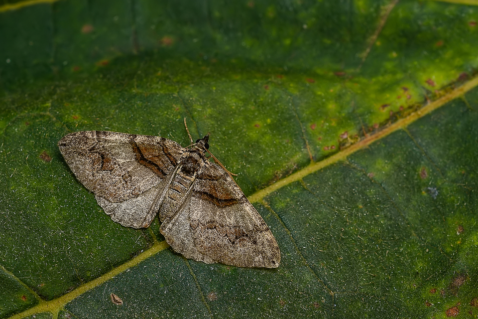 Pareulype berberata - sóskafa-tarkaaraszoló