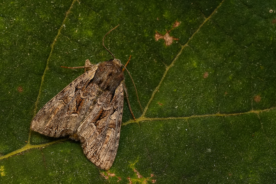 Lacanobia thalassina - borbolya-kertibagoly