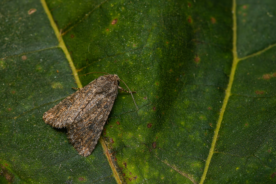 Hadula trifolii - lóherebagoly Hadula trifolii - lóherebagoly