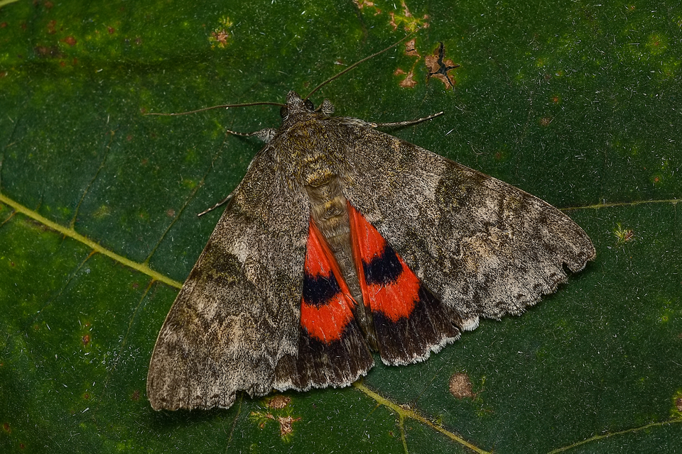 Catocala nupta - piros övesbagoly