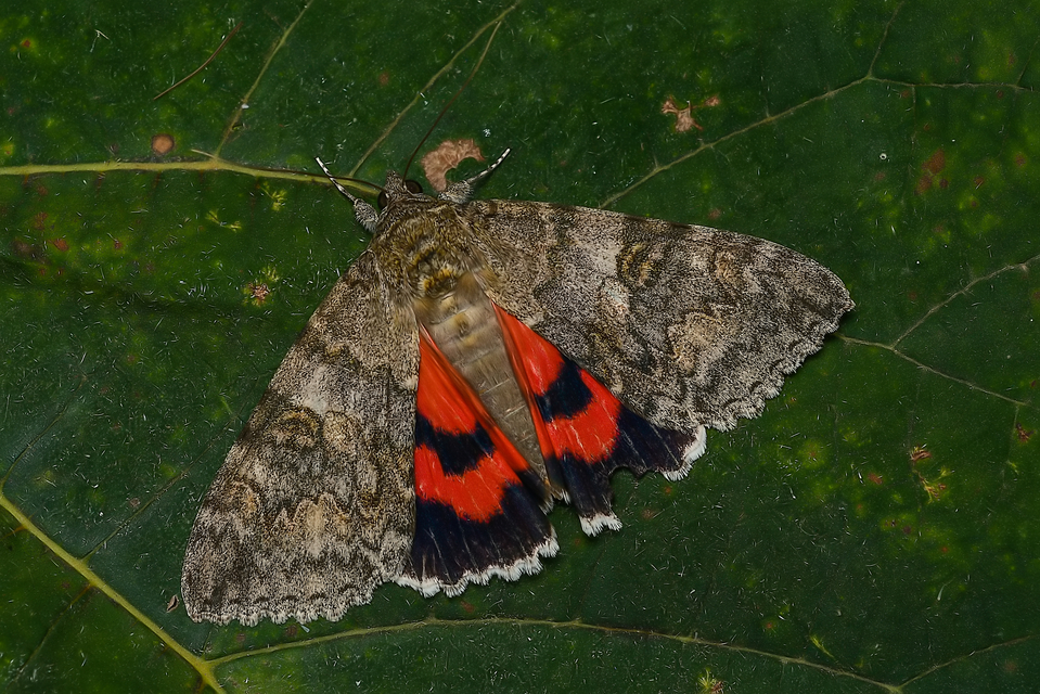 Catocala nupta - piros övesbagoly