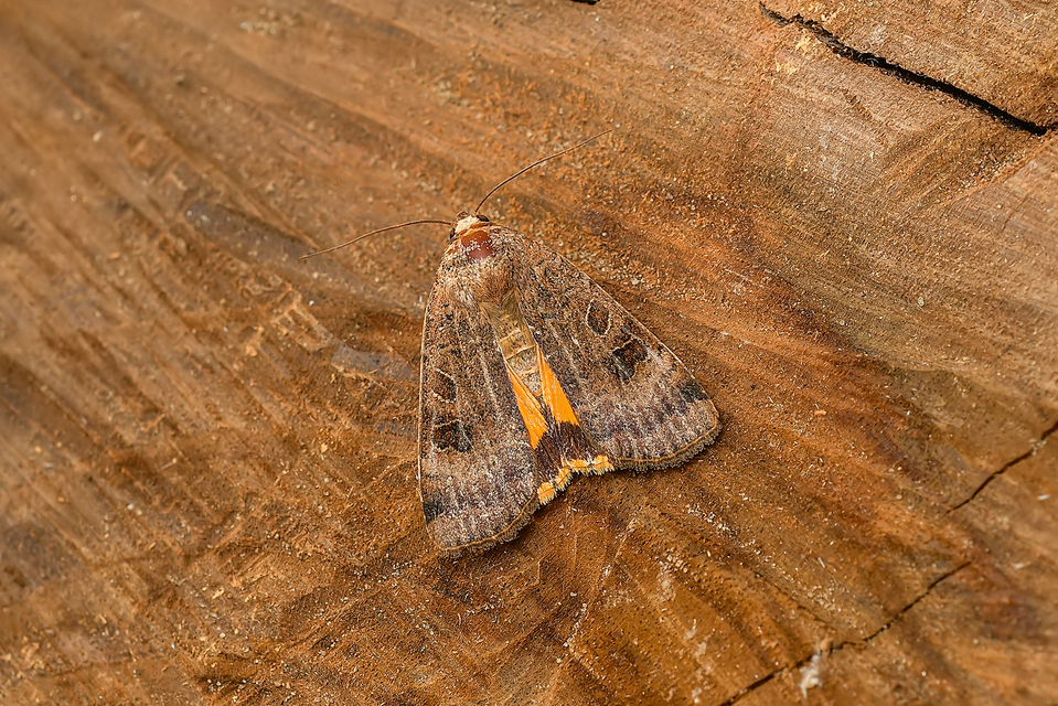 Noctua interposita - köztes sárgafűbagoly