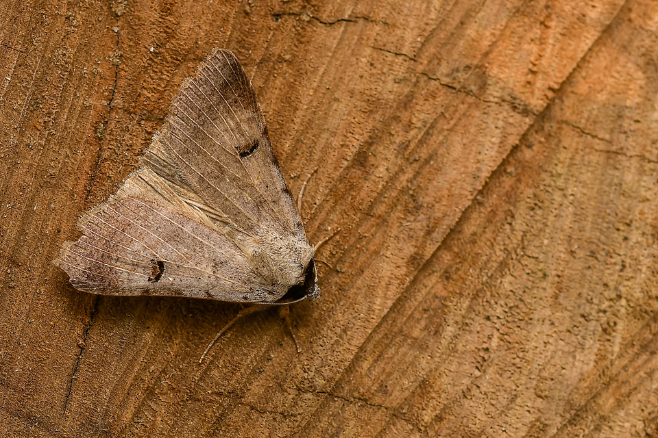 Lygephila craccae - gyakori csüdfűbagoly