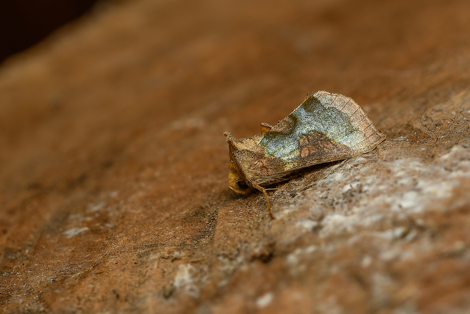 Diachrysia chrysitis/stenochrysis
