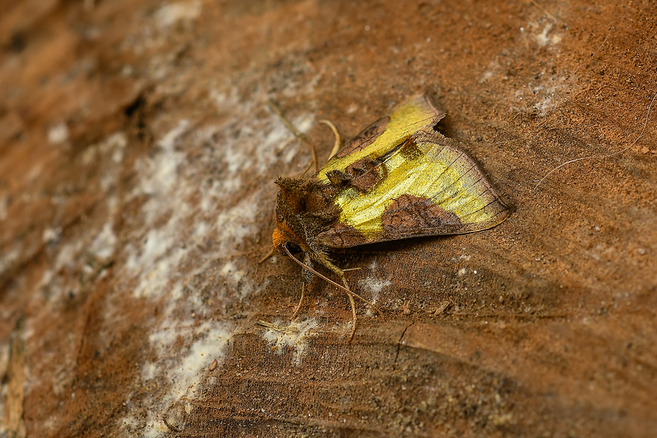 Diachrysia stenochrysis - rejtőző aranybagoly