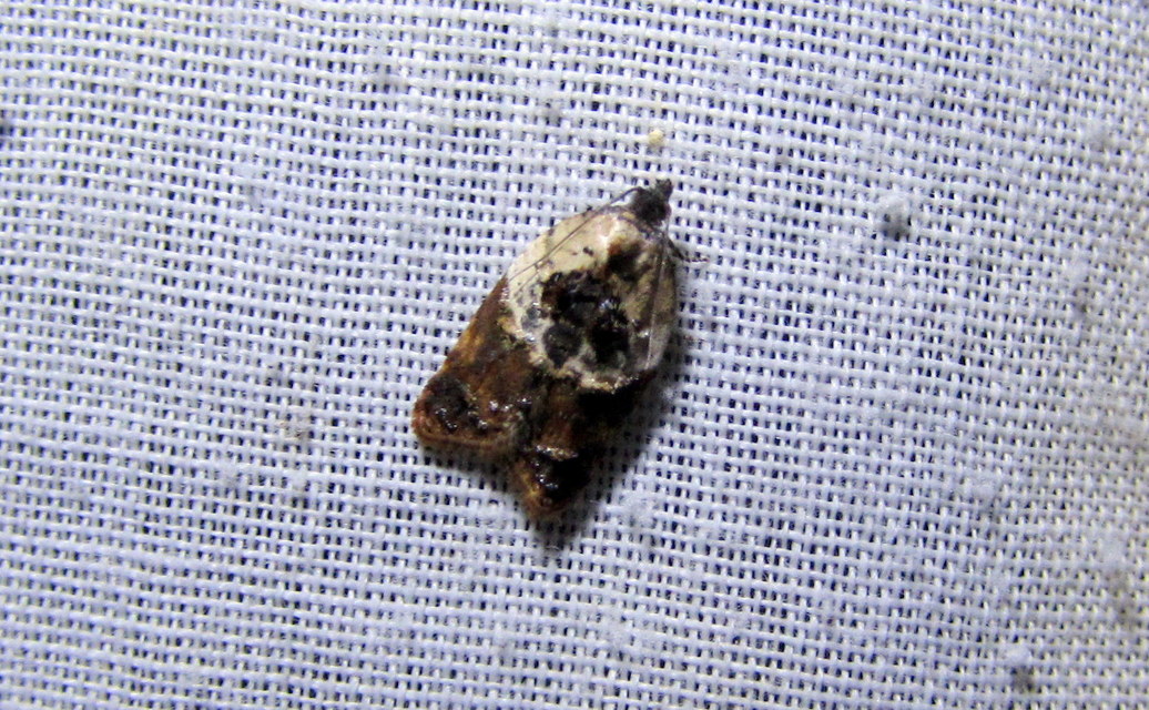 Acleris variegana - tarka levélmoly