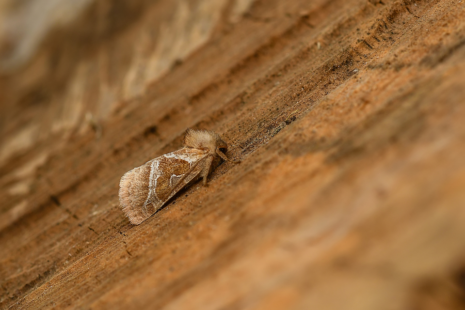 Triodia sylvina - kis gyökérrágólepke