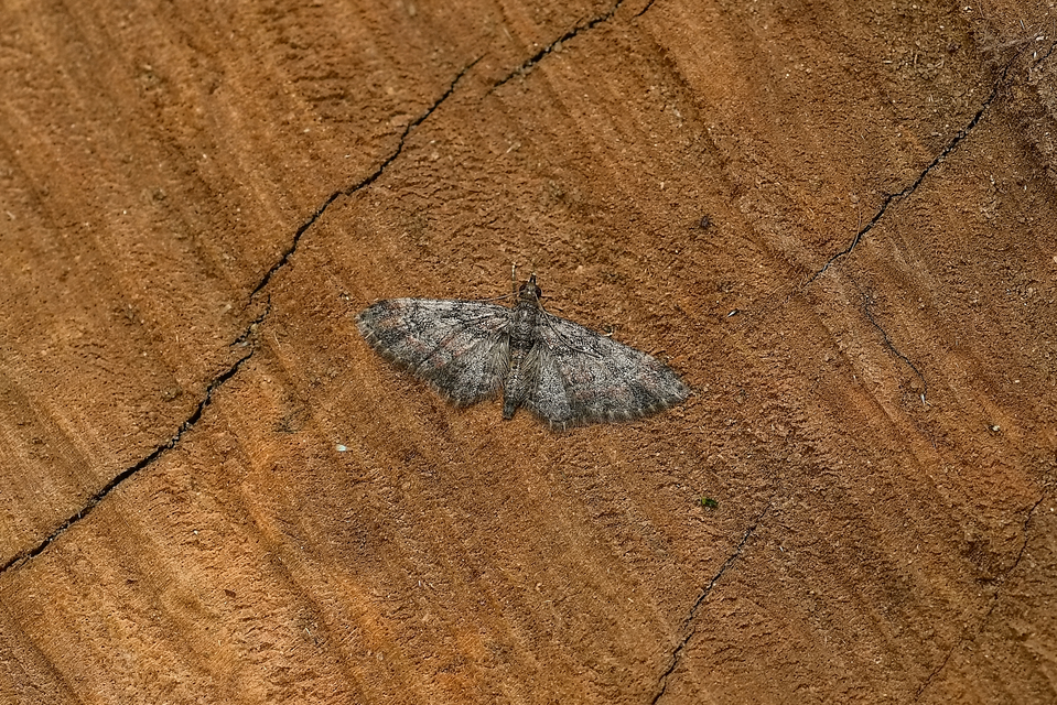 Gymnoscelis rufifasciata - vöröscsíkos törpearaszoló