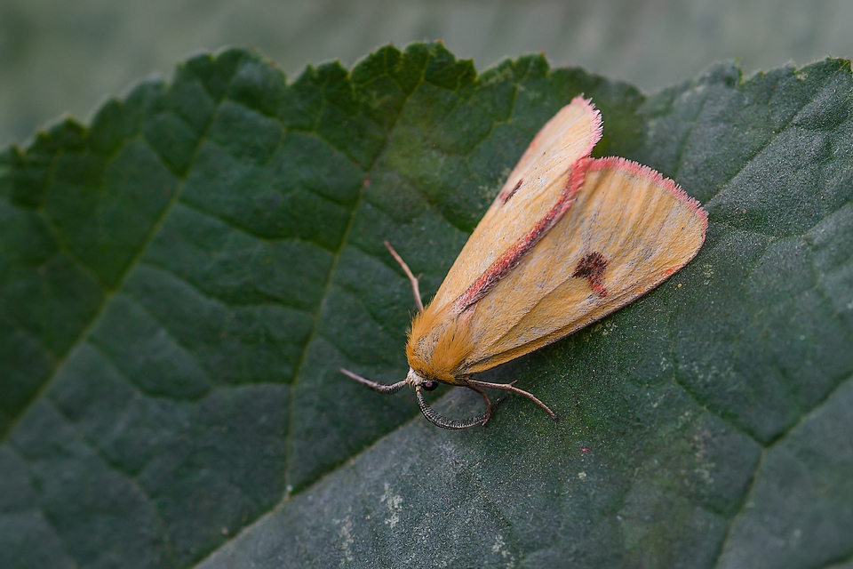 Diacrisia sannio - vörösszélű medvelepke