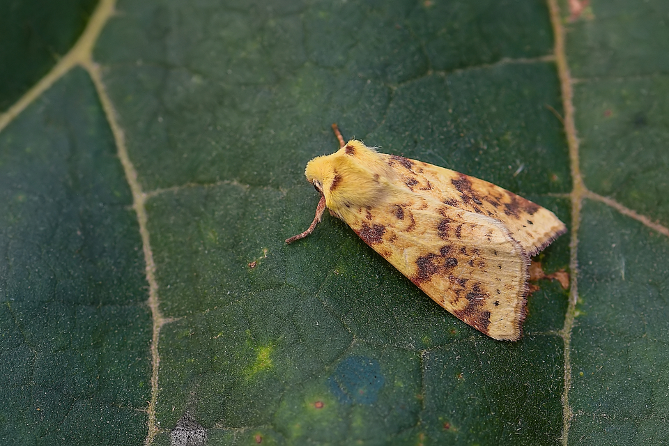 Cirrhia icteritia - nyárfa-sárgabagoly