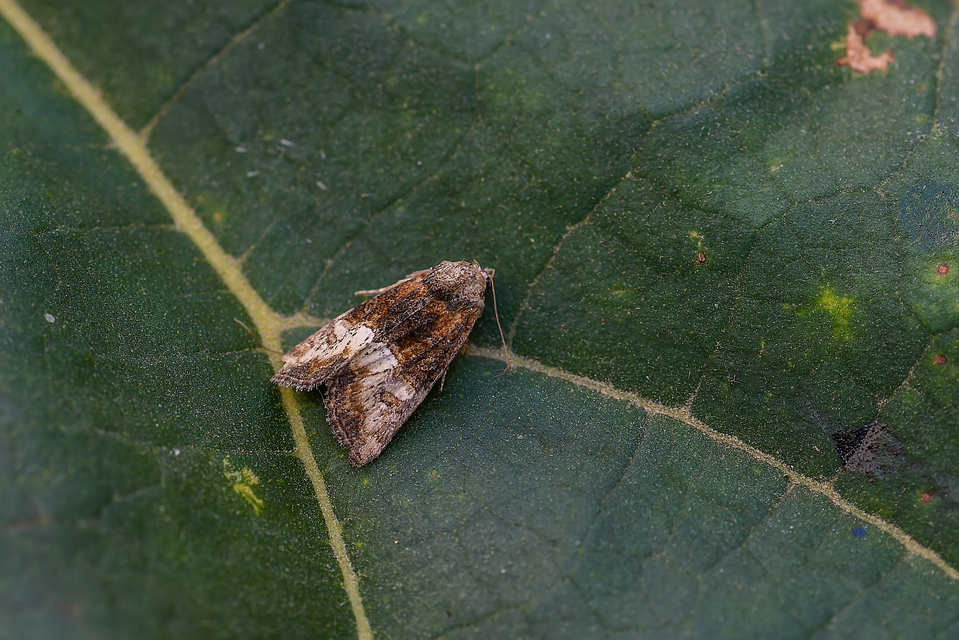 Mesoligia furuncula - kétszínű dudvabagoly