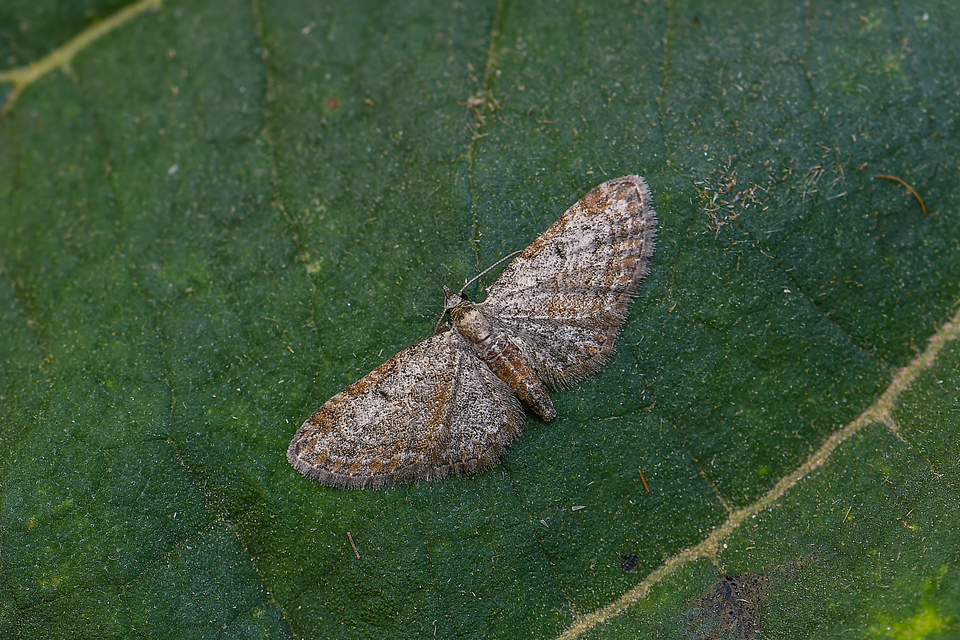Eupithecia tenuiata - sötétszegélyű törpearaszoló