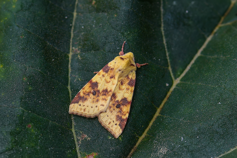 Cirrhia icteritia - nyárfa-sárgabagoly