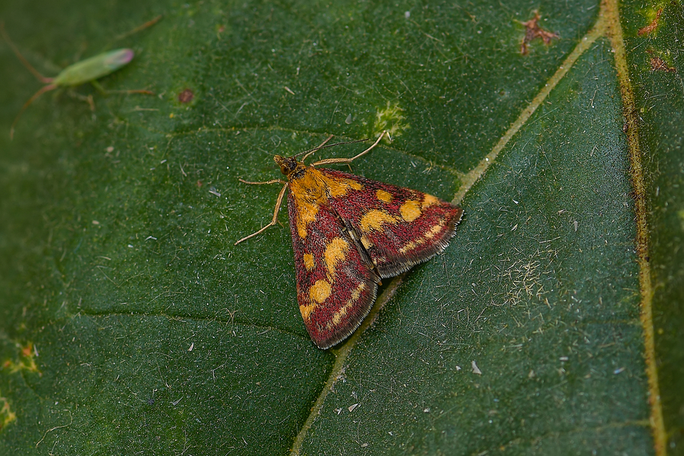 Pyrausta purpuralis - közönséges bíbormoly
