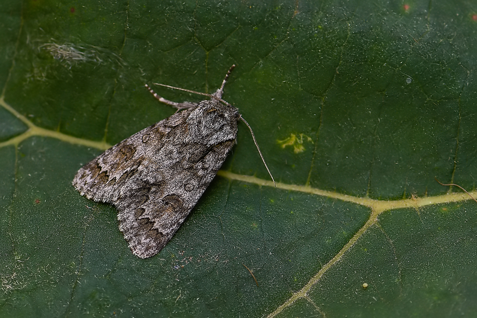 Acronicta auricoma - aranyos szigonyosbagoly