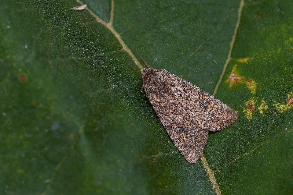 Hadula trifolii - lóherebagoly Hadula trifolii - lóherebagoly
