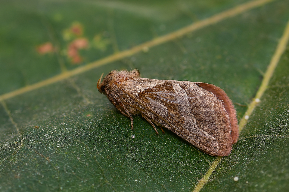 Triodia sylvina - kis gyökérrágólepke