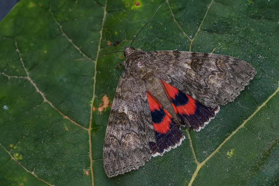 Catocala nupta - piros övesbagoly