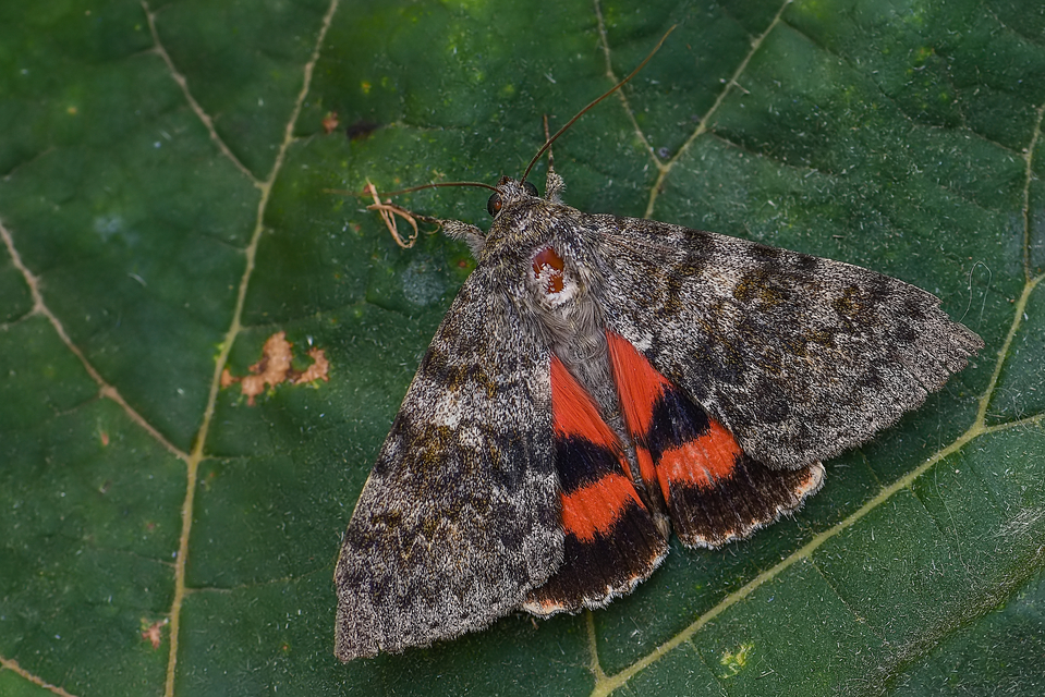 Catocala elocata - közönséges övesbagoly